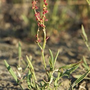 Sheep's Sorrel (Rumex Acetosella)