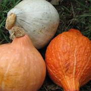 Hubbard Squash