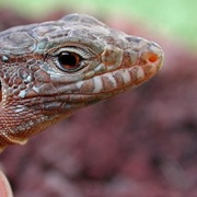 Tenerife Speckled Lizard