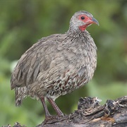Swainson's Francolin