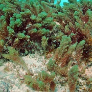 Limu Kohu (Asparagopsis Taxiformis)