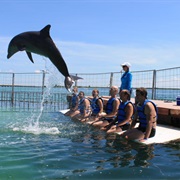 Dolphinarium, Cuba