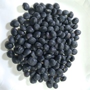 Andean Yam Bean (Pachyrhizus Ahipa)