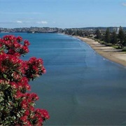 Hibiscus Coast Walk