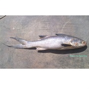 Indian Threadfin