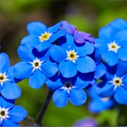 Forget-Me-Nots