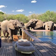 Phinda Homestead, South Africa