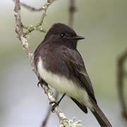 Black Phoebe