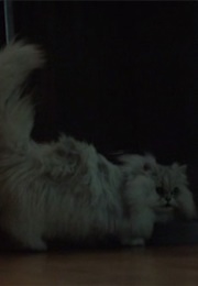 Cinderella and Prince as Bitch (Hush) (2016)