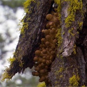 Oregon Humongous Fungus -- Malheur National Forest -- World's Largest Organism