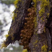 Oregon Humongous Fungus -- Malheur National Forest -- World&#39;s Largest Organism