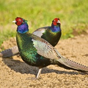 Green Pheasant
