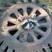 Survive Being Trapped in a Sewer