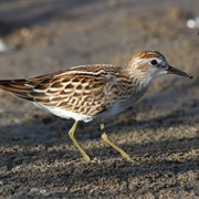 Long-Toed Stint