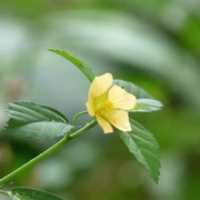 Arrowleaf Sida (Sida Rhombifolia)