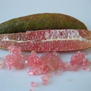 Finger Lime