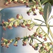 Korean Wormwood (Artemisia Princeps)