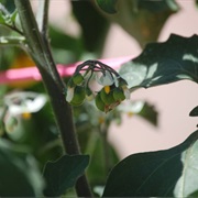 Wonderberry (Solanum Retroflexum)