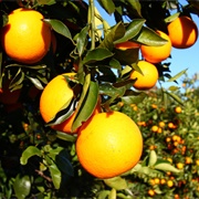 Visit a Citrus Farm