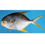 Snubnose Pompano / Snubnose Dart