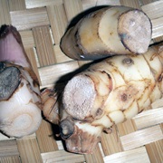 Greater Galangal (Alpinia Galanga)