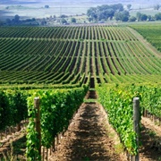 Tokaj Wine Region, Hungary