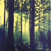 Thy Serpent - Forests of Witchery