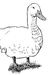 סיפורו של דוקטור דוליטל (יו לופטינג)