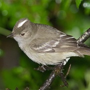 White-Crested Elaenia