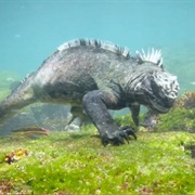 Marine Iguana