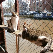 Poezenboot, Amsterdam