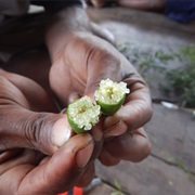 Brown River Finger Lime (Citrus Wintersii)