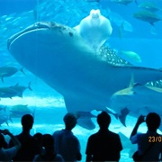 Churaumi Aquarium, Okinawa, Japan