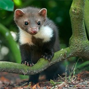 Night Active Animal Safari