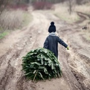 Help to Cut Down a Christmas Tree