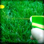 Applied Weed Killer to Your Garden