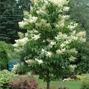 Ivory Silk Tree Lilac