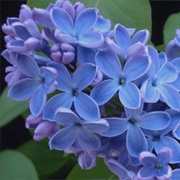 Blue Lilac