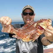 California Scorpionfish (Aka: Sculpin, Spotted Scorpionfish, Rattlesnake, Bullhead, Scorpene)