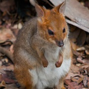 Red-Legged Pademelon