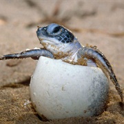Watch Baby Sea Turtles Hatch