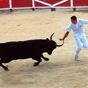 Provencal-Style Bullfight