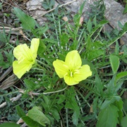 Stemless Evening Primrose (Oenothera Triloba)
