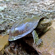 Flattened Musk Turtle