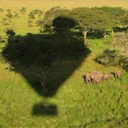 Hot Air Balloon Safari Over Africa