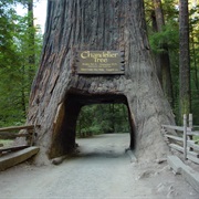 Visit Redwood National Park