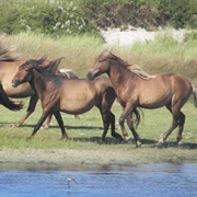 Sable Island Pony
