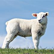 Gower Salt Marsh Lamb