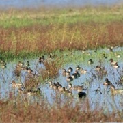 Hagerman National Wildlife Refuge