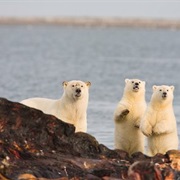 Watching Polar Bears in Alaska, USA